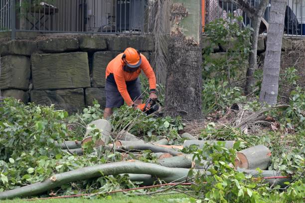 Best Tree Removal Near Me  in Fairland, OK